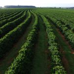 Coffee Plantation in Brasil