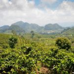 Coffee Plantation in Honduras